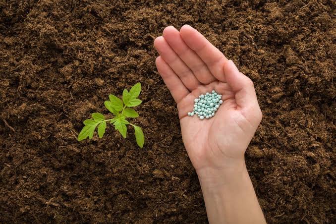 Fertilizer near a healthy seedling