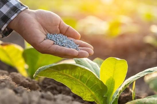 Fertilizer applied beside a healthy crop
