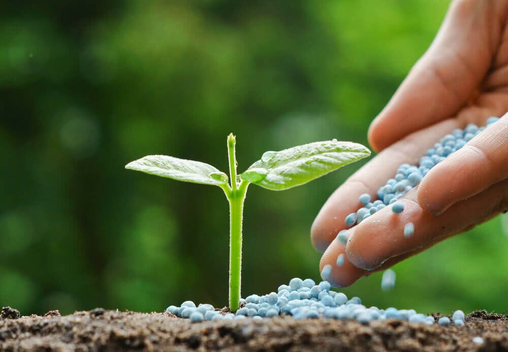 Fertilizer granules supporting healthy seedling growth